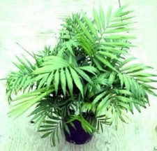 Bergpalme / mediterrane