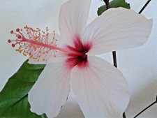 Hibiscus rosa sinensis Sorte
