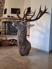 Rothirsch Zwanzigender neues