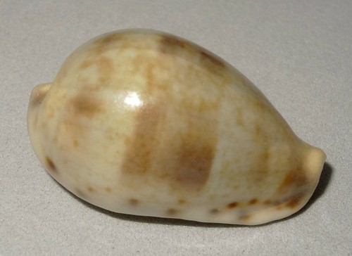 Meeresschnecke cypraea - meeresschnecke,