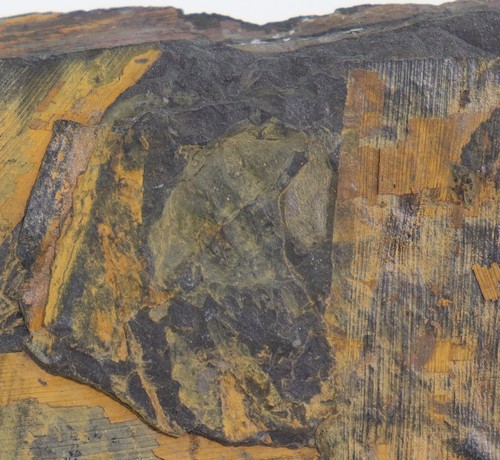 Schwertschwanz euproops - schwertschwanz,,