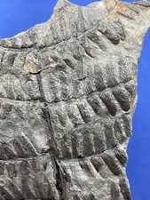 Carboniferous Palaeoweichselia Fossil Fossilien Karbon plant  Germany Farn, fern