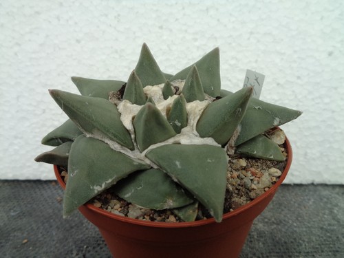 Ariocarpus furfuraceus