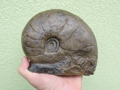 Großer nautilus aus hechingen - großer,