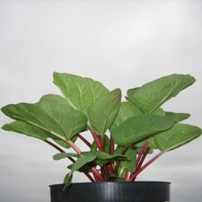 Rhabarber Pflanze Canada Red