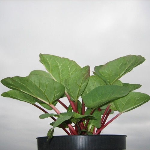 Rhabarber pflanze canada red - canada,