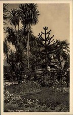 Ticino Kanton Tessin Schweiz alte Ansichtskarte ~1930 Vegetazione Palmen Kakteen