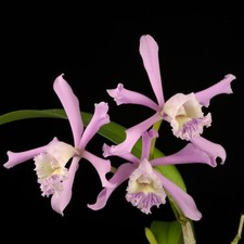 Cattleya tresederiana - cattleya,