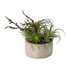 Kunstpflanze Tillandsien-Mix