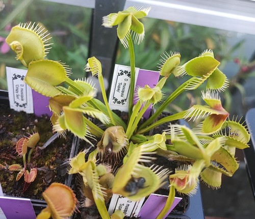 Dionaea muscipula supay - muscipula,