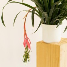 Zimmerhafer "Bilbergia Nutans"