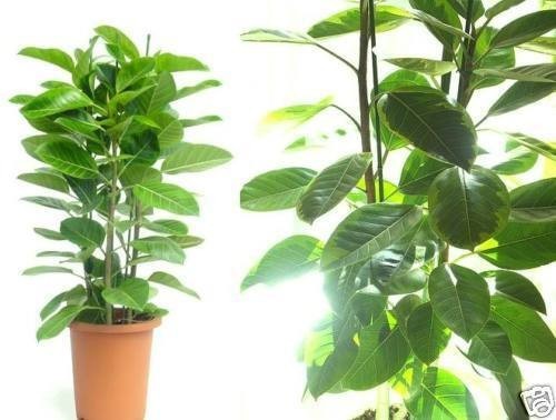 Gummibaum ficus pflanzen für - ficus,