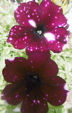 Petunie - Petunien - dunkellila mit weiß - Blumensamen - ca. 100 Samen