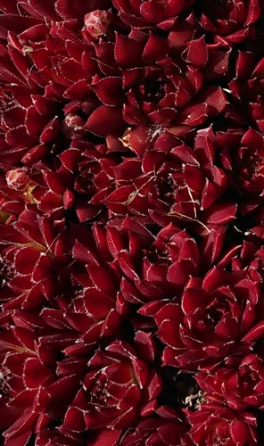 Sempervivum for you - "for, (
