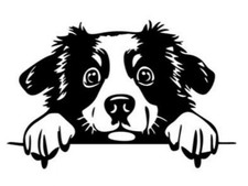 Border Collie, Dog, Breed