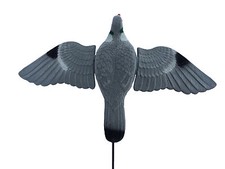 Beflockte fliegende Taube