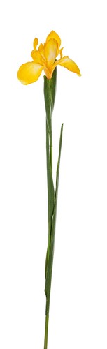 Künstliche iris schwertlilie - iris,