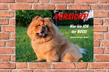 Schild Hund Chow Chow Hier bin