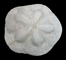 Miozän  Clypeaster sardinensis  Seltener großer Seeigel  Fazekesboda Ungarn 40-6