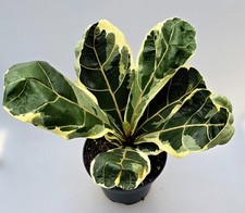 Sehr Schöner großer Ficus