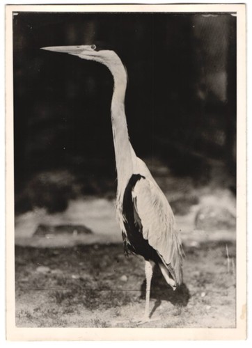 Fotografie vogel reiher - vogel,,