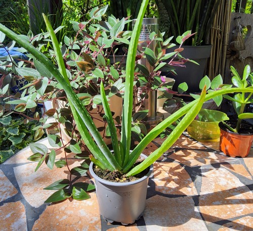 Echte aloe vera medizinisch - echte,