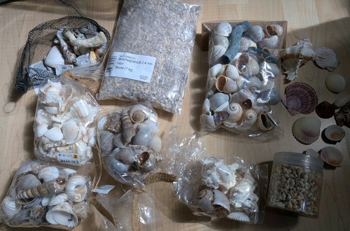 Muscheln muschelsammlung - muscheln,