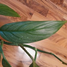 sehr große Pflanze Epipremnum