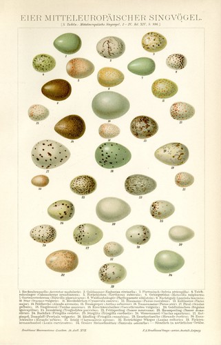 Eier europäischer singvögel - eier,