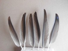 6 graue Entenfedern ,  17 cm , Basteln , Floristik
