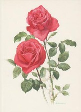 Rose 'JOLIE MADAME' Rosen