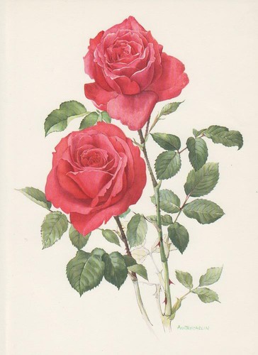 Rose jolie madame rosen - rose,