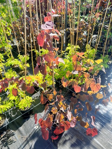 Cercis canadensis forest - cercis,