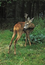 Vintage Roe Deer Rehbock