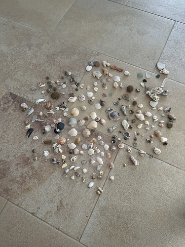 Muschelmix korallen - muschelmix,,