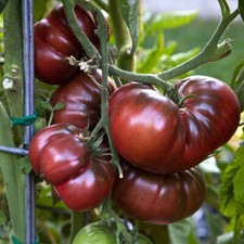 100 Samen Tomate Black Krim  -Ukrainische alte Tomaten Sorte- Zuckersüß