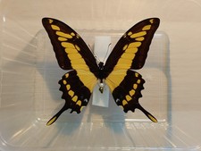 Schmetterling Entomologie Insekt Papilio thoas cinryas