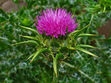 300+ Samen Silybum marianum - Mariendistel