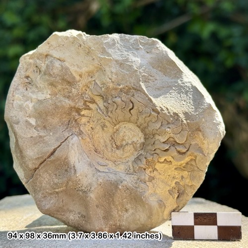 Rar fossiler heteromorpher - fossiler,