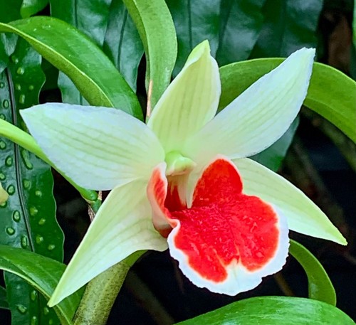 Dendrobium frosty red - dendrobium, lip