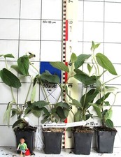 Viburnum x rhytidophylloides