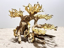 Aquariumwurzel, Bonsai