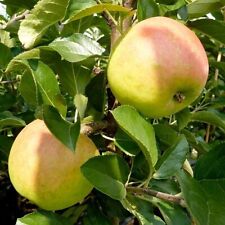 Ecolette (S) selbstfruchtb