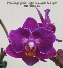 Phalaenopsis Sogo Yenlin 'Coffee' (variegata & 2 eyes)