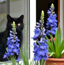 Zwiebeln Riesen-Gladiole blau  Zwiebel Blumenzwiebeln winterhart duftend #