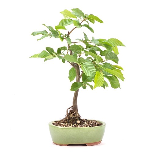 Bonsai hainbuche carpinus - bonsai, `carpinus