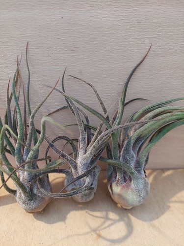 Tillandsia pruinosa stück - tillandsia, pruinosa,