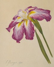 Fritz Berger Blumenstudie