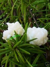 Tibetischer Kefirpilz