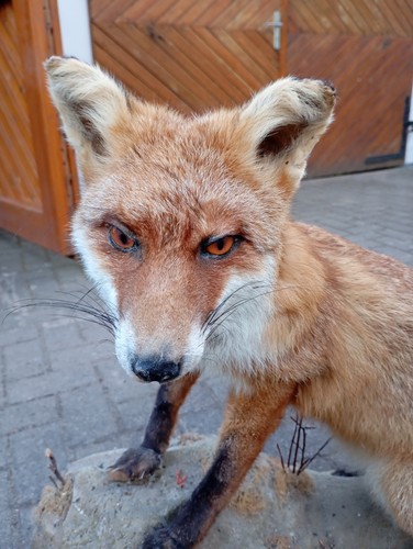 Präparierter fuchs auf - fuchs,